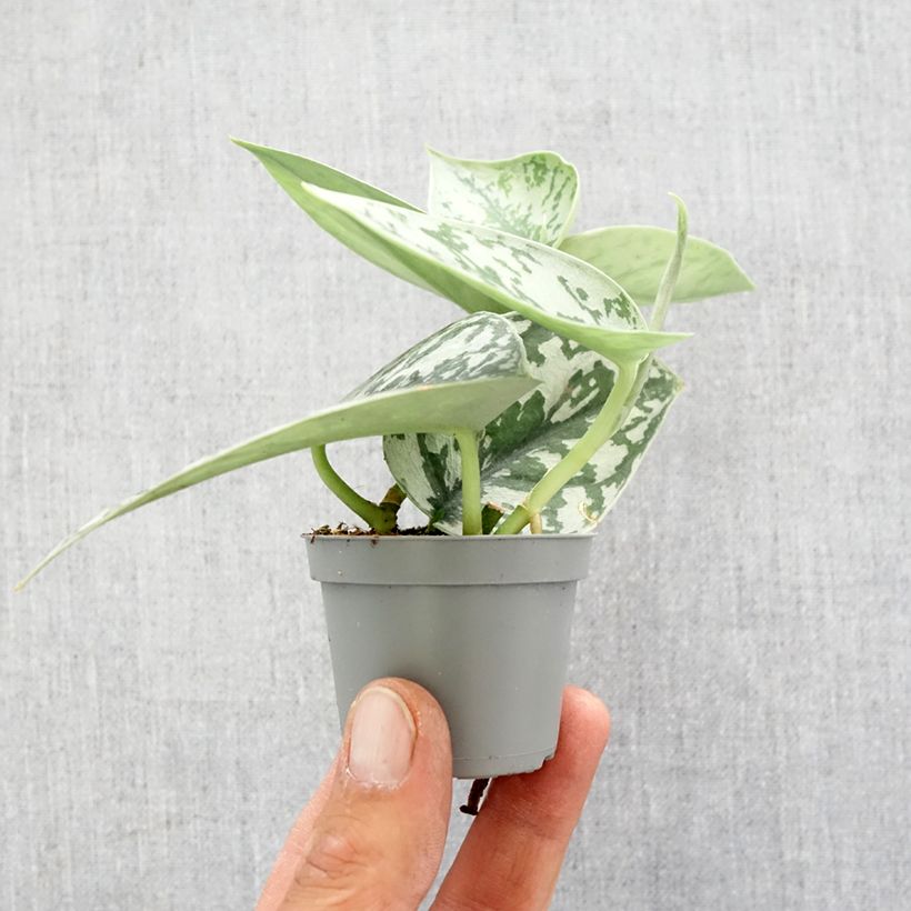 Example of Scindapus pictus - Pothos mini-pianta as you get in printemps