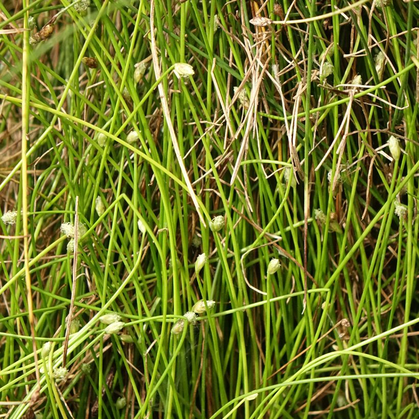 Scirpus cernuus Fiber Optic Grass (Fogliame)