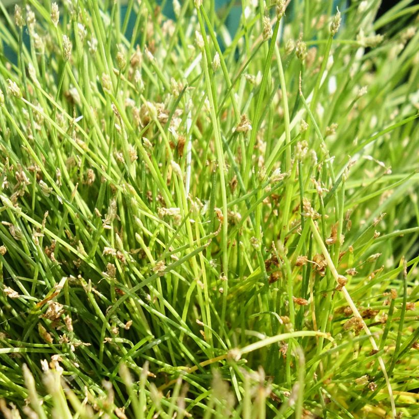 Scirpus isolepsis (Fogliame)