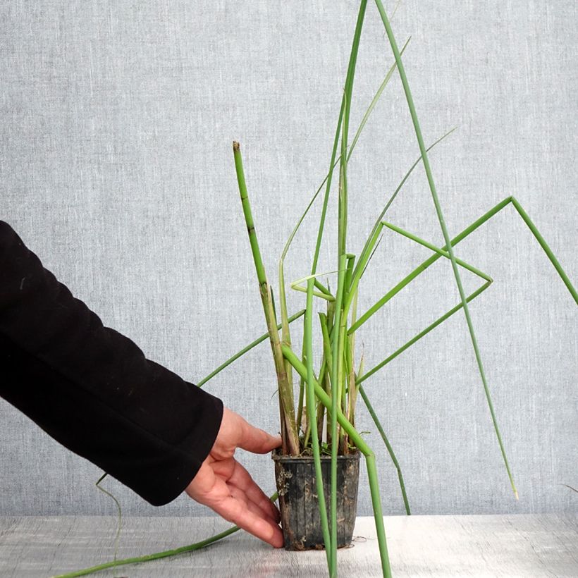 Example of Scirpus mucronatus - Lisca mucronata Vasetto da 8/9 cm as you get in printemps