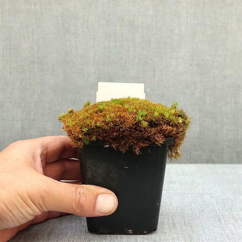 Scleranthus uniflorus Bronze Vasetto da 8/9 cm esemplare consegnato in primavera