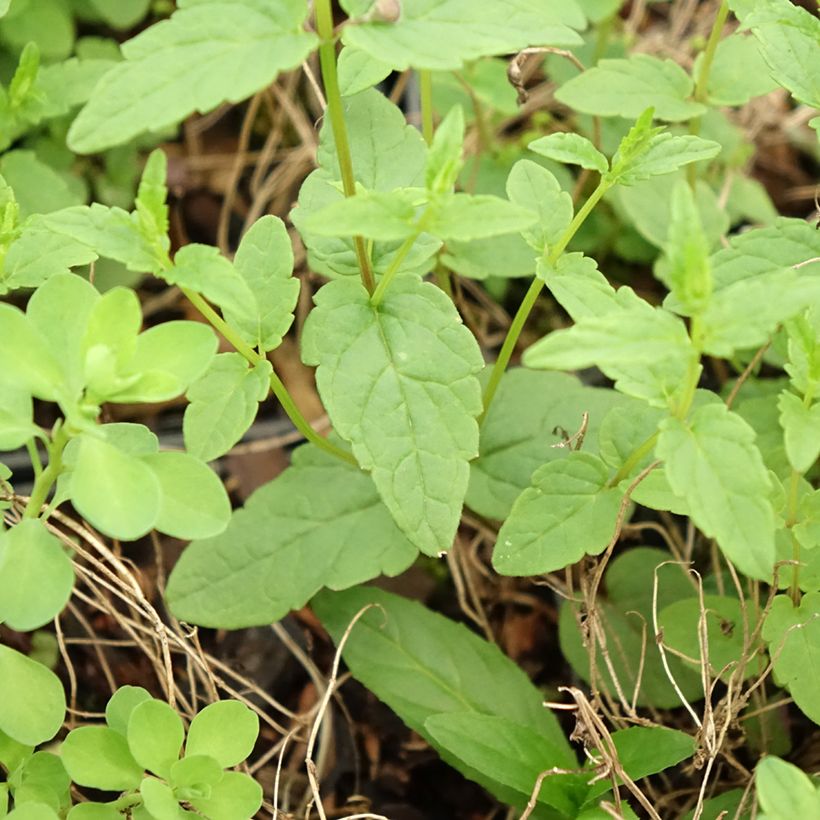 Scutellaria scordiifolia (Fogliame)