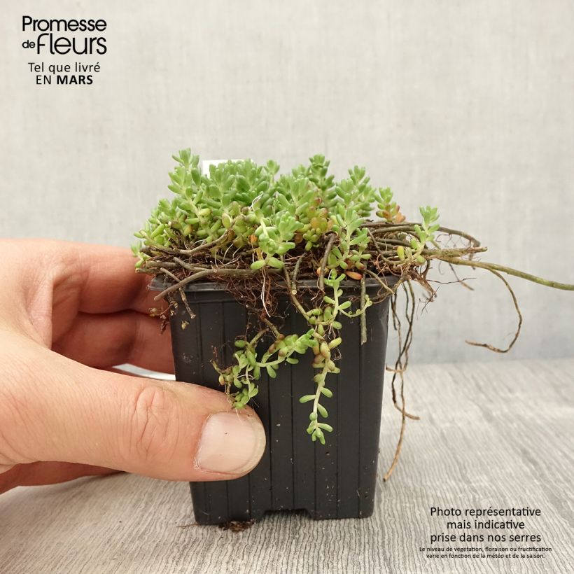 Sedum album var. murale - Borracina bianca Vasetto da 8/9 cm esemplare consegnato in primavera