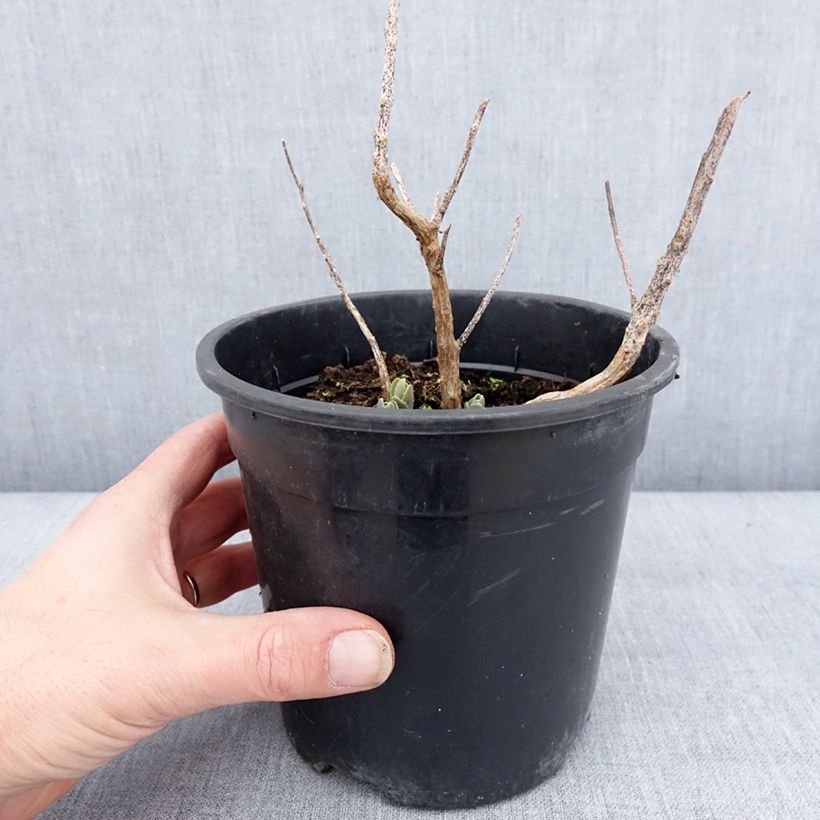 Example of Sedum telephium Autumn Charm Vaso da 2L/3L as you get in hiver