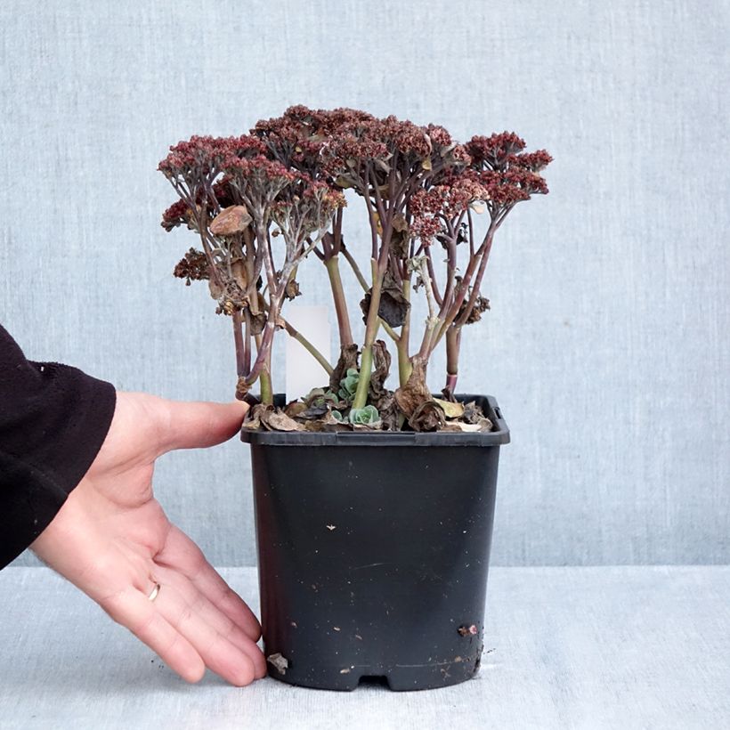 Esemplare di Sedum Back in Black - Borracina Vaso da 1,5L/2L come consegnato in autunno