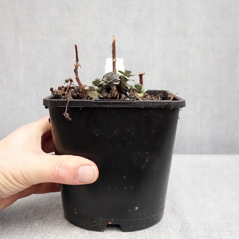 Sedum Back in Black - Borracina Vaso da 1,5L/2L esemplare consegnato in inverno