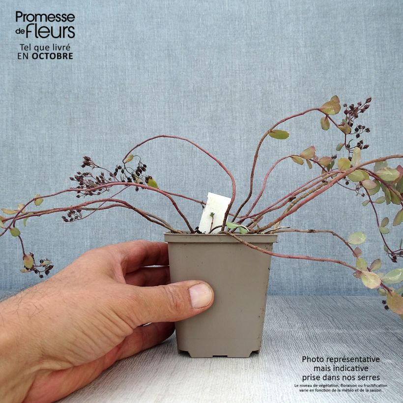 Esemplare di Sedum Bertram Anderson Vasetto da 8/9 cm come consegnato in autunno