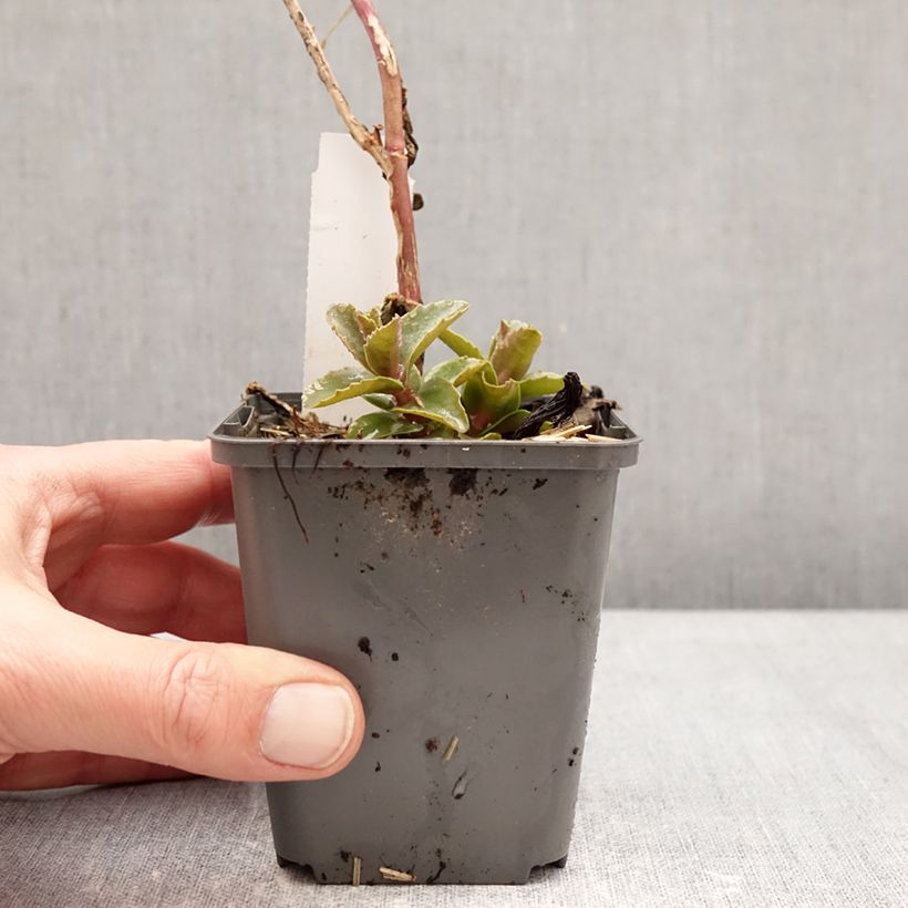 Sedum Black Knight Vasetto da 7/8 cm esemplare consegnato in inverno