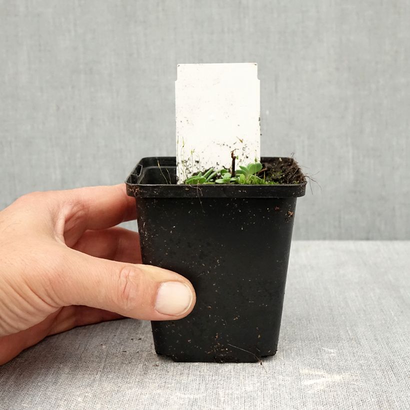 Esemplare di Sedum cauticola Robustum Vasetto da 8/9 cm come consegnato in autunno