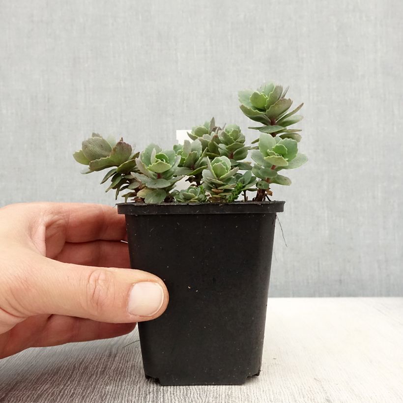 Sedum cauticola Robustum Vasetto da 8/9 cm esemplare consegnato in primavera