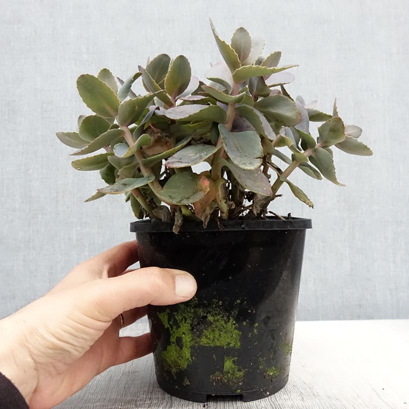 Sedum telephium Chocolate Cherry Vaso da 2L/3L esemplare consegnato in primavera