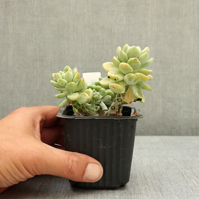 Sedum clavatum Vasetto da 8/9 cm esemplare consegnato in primavera