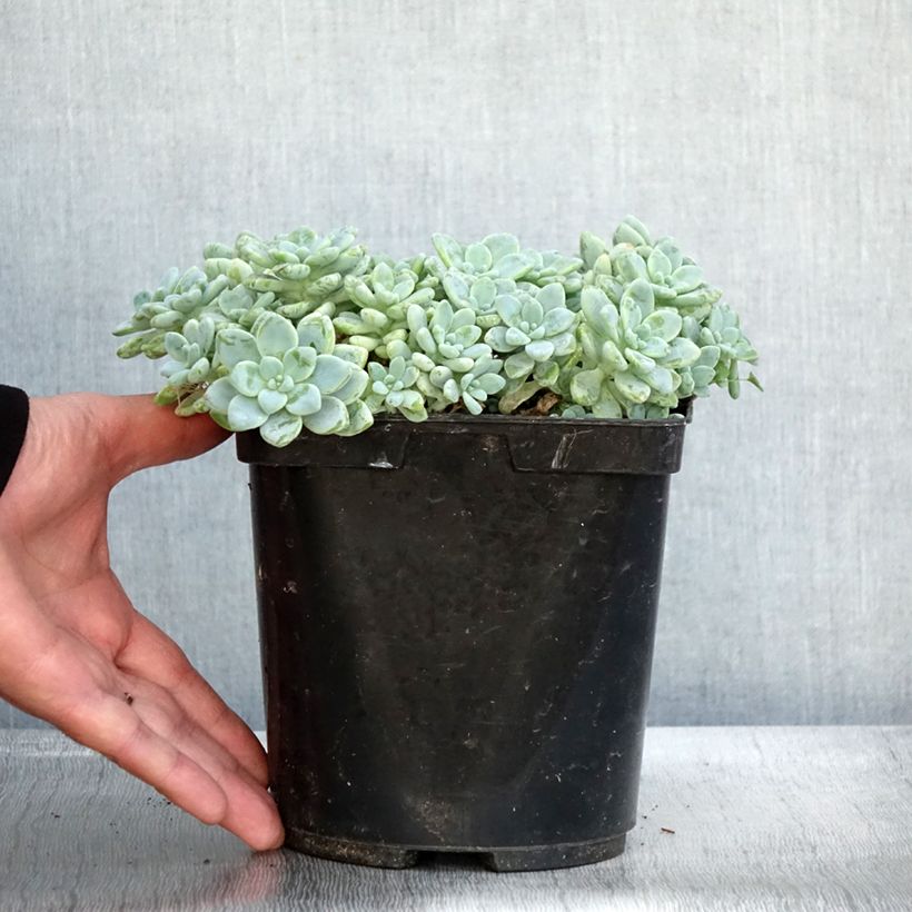 Esemplare di Sedum clavatum - Orpin mexicain Pot de 3L/4L come consegnato in autunno