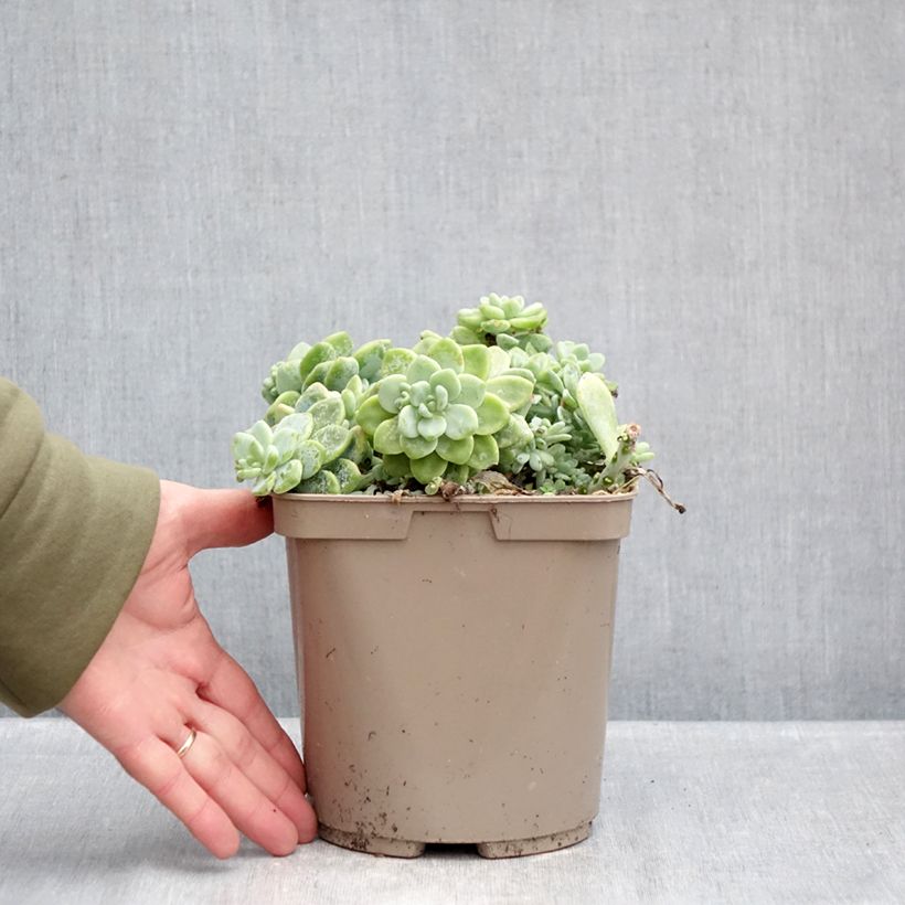 Example of Sedum clavatum Vaso da 3L/4L as you get in hiver