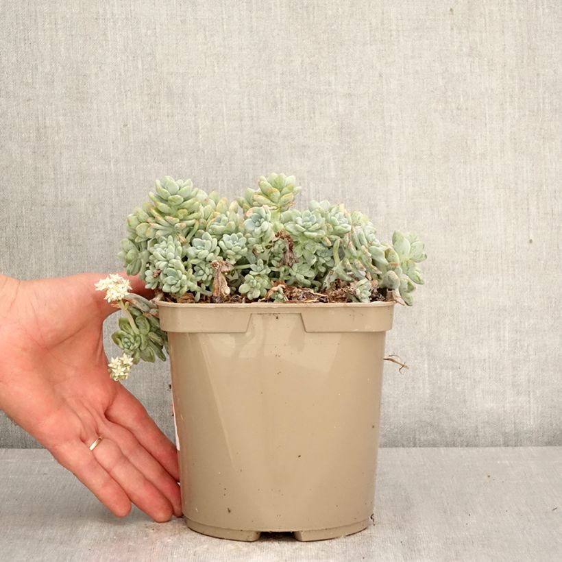 Sedum clavatum Vaso da 3L/4L esemplare consegnato in primavera
