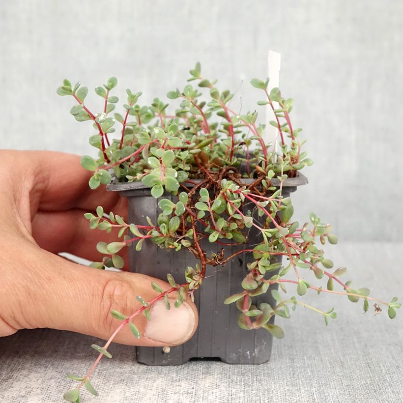 Sedum cyaneum Rosenteppich Vasetto da 8/9 cm esemplare consegnato in primavera