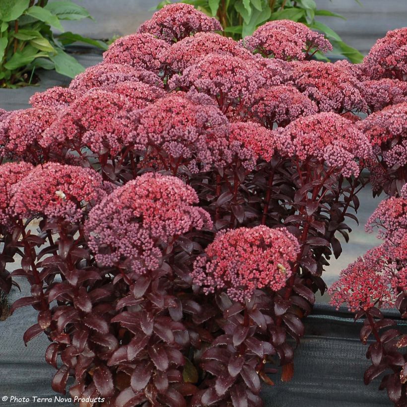 Sedum telephium Dark Magic (Flowering)