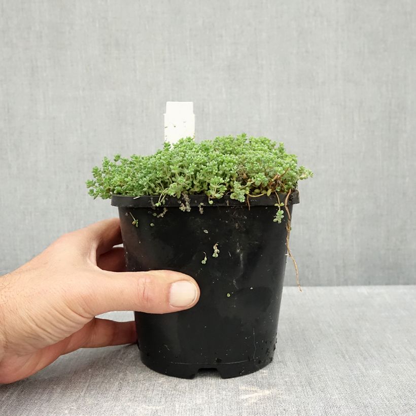 Esemplare di Sedum dasyphyllum - Borracina cinerea Vaso da 1,5L/2L come consegnato in autunno
