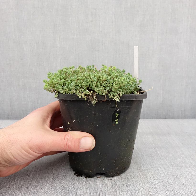Example of Sedum dasyphyllum - Borracina cinerea Vaso da 1,5L/2L as you get in hiver
