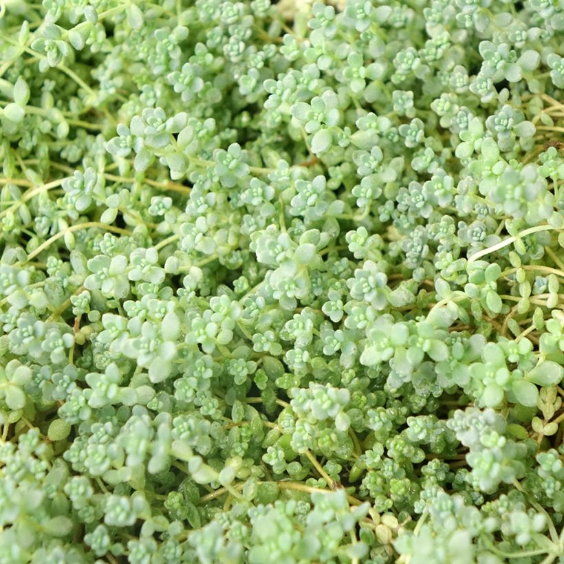 Sedum dasyphyllum - Borracina cinerea (Foliage)
