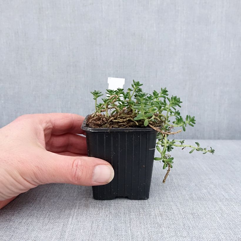 Sedum divergens - Orpin étalé ou divergent Godet de 8/9 cm esemplare consegnato in inverno