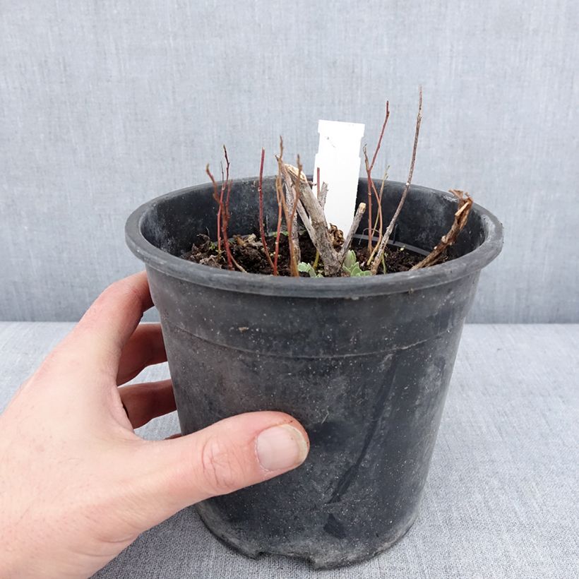 Sedum spectabile Frosted Fire - Borracina Vaso da 2L/3L esemplare consegnato in inverno