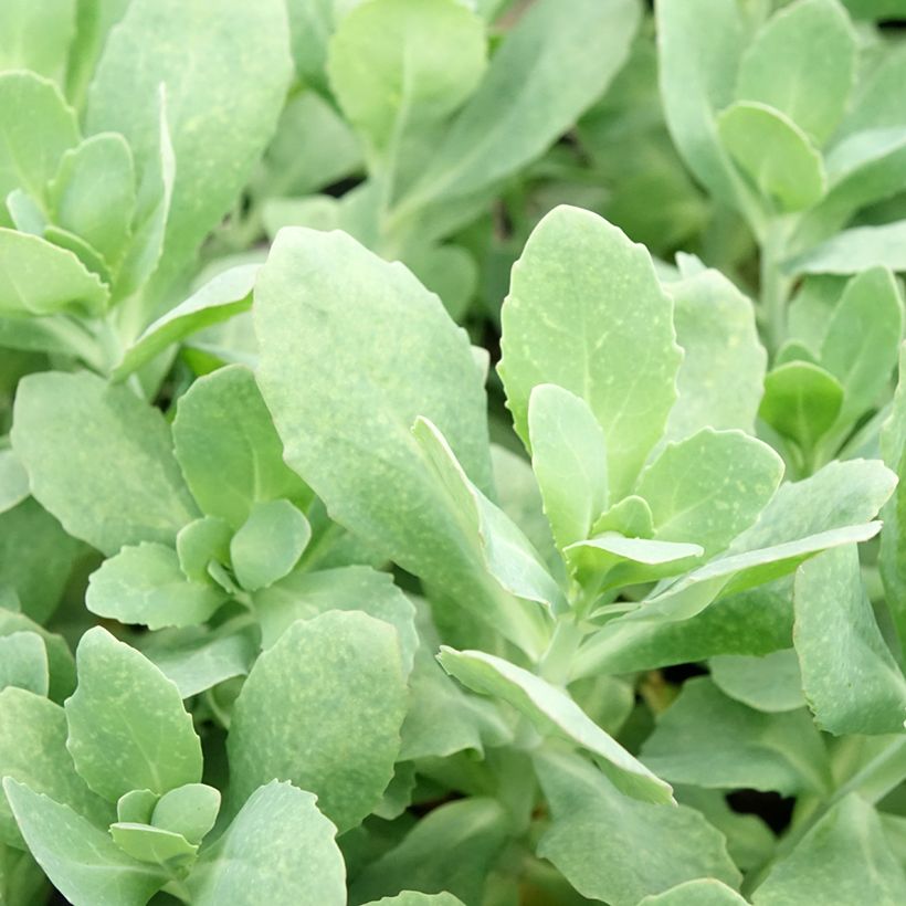 Sedum (x) telephium Class Act (Foliage)