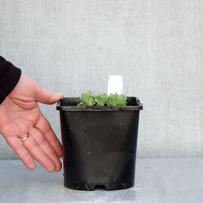 Example of Sedum (x) telephium Class Act Vaso da 1,5L/2L as you get in hiver