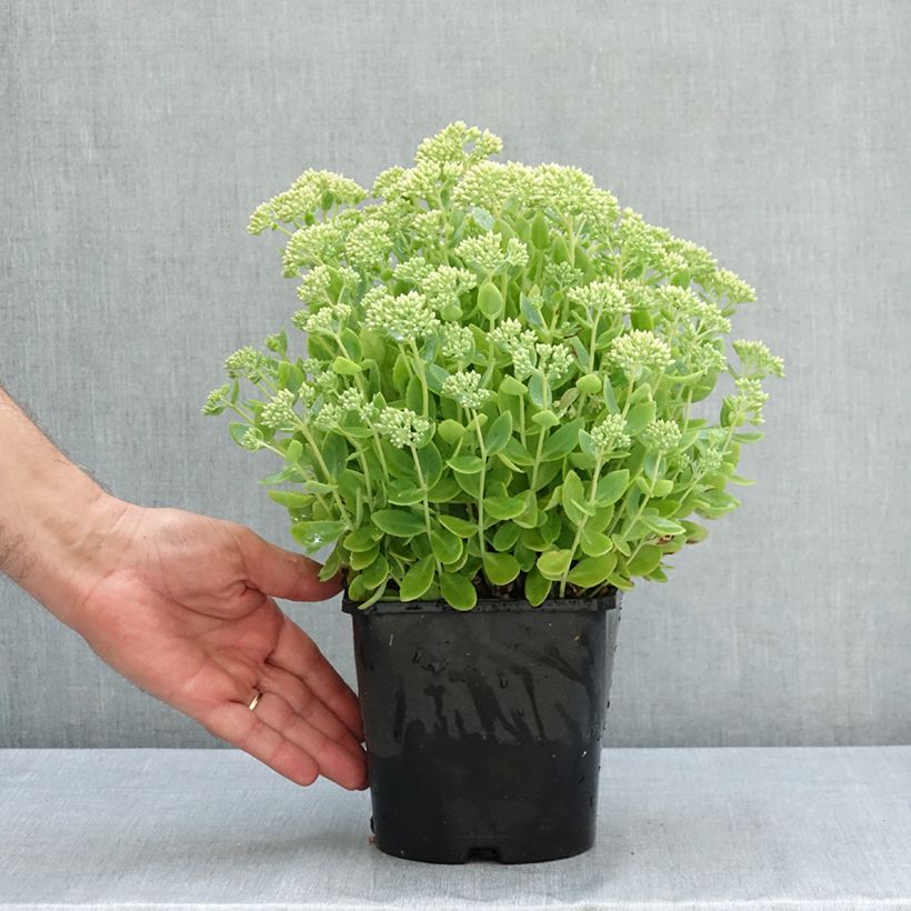 Esemplare di Sedum telephium Thunderhead Vaso da 2L/3L consegnato in estate
