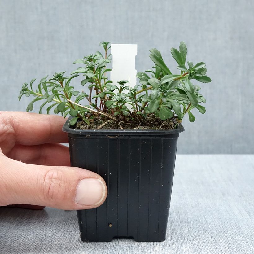 Sedum kamtschaticum subsp. middendorffianum - Orpin du Kamtchatka Vasetto da 8/9 cm esemplare consegnato in primavera