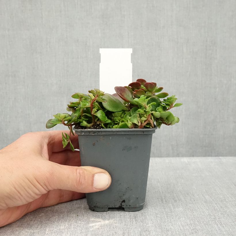 Esemplare di Sedum makinoi Lime Vasetto da 7/8 cm come consegnato in autunno