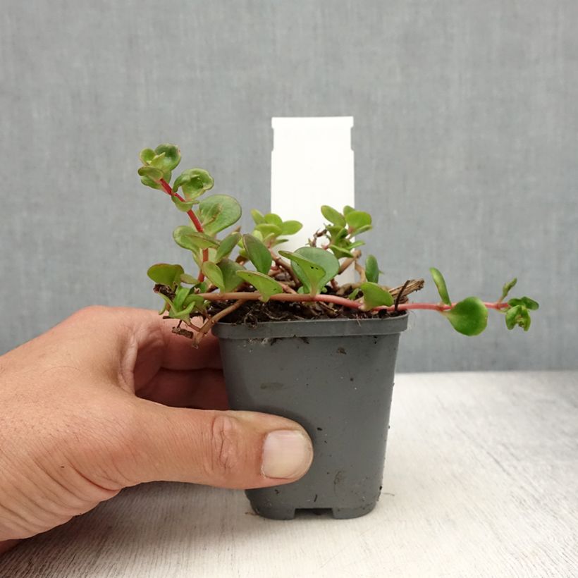 Esemplare di Sedum makinoi Lime Vasetto da 7/8 cm consegnato in estate