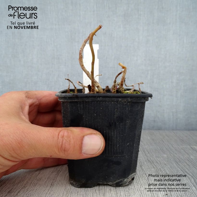 Esemplare di Sedum Marina - Orpin Godet de 8/9 cm come consegnato in autunno