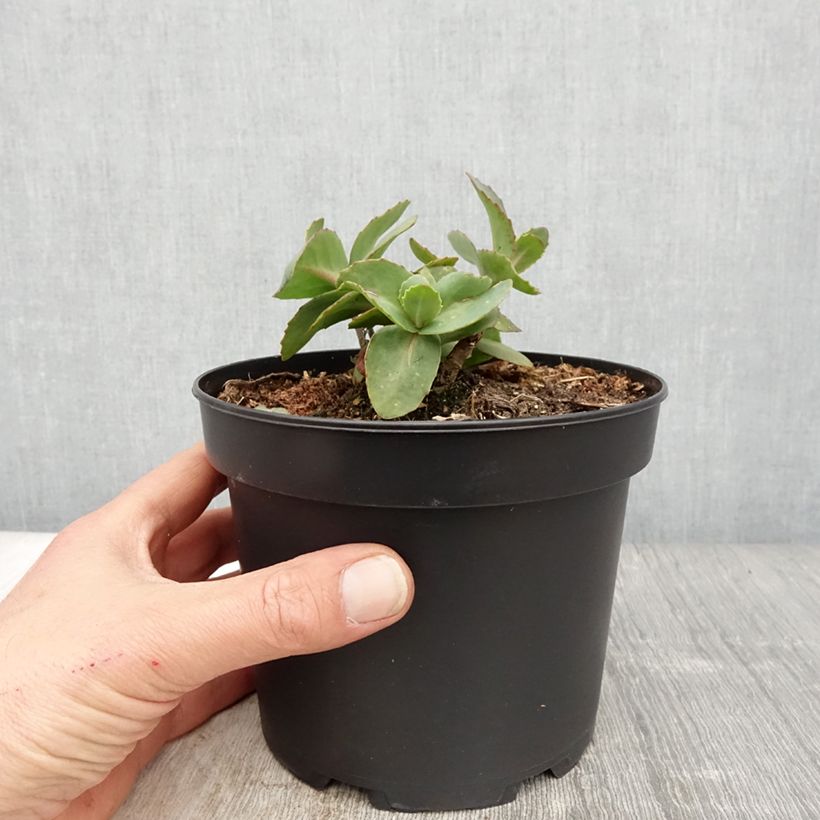 Sedum Matrona Vaso da 2L/3L esemplare consegnato in primavera