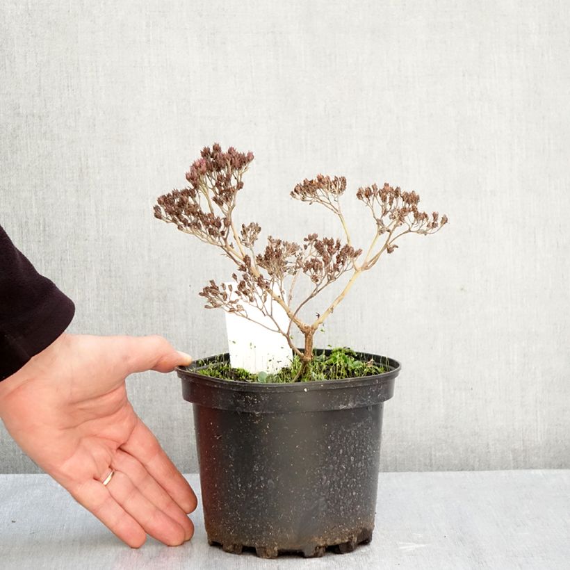Esemplare di Sedum Matrona Vaso da 2L/3L come consegnato in autunno