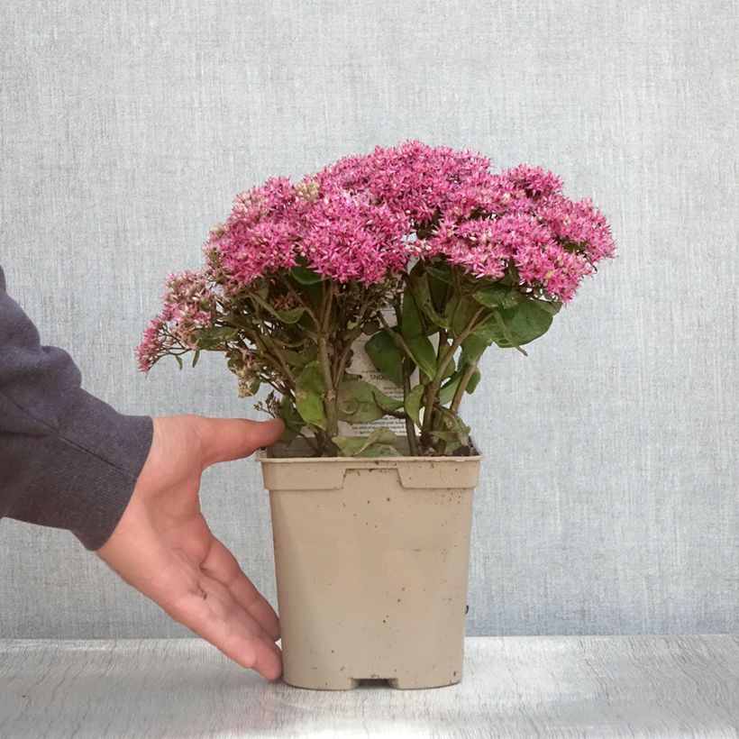 Esemplare di Sedum Mr Goodbud Vaso da 2L/3L consegnato in estate