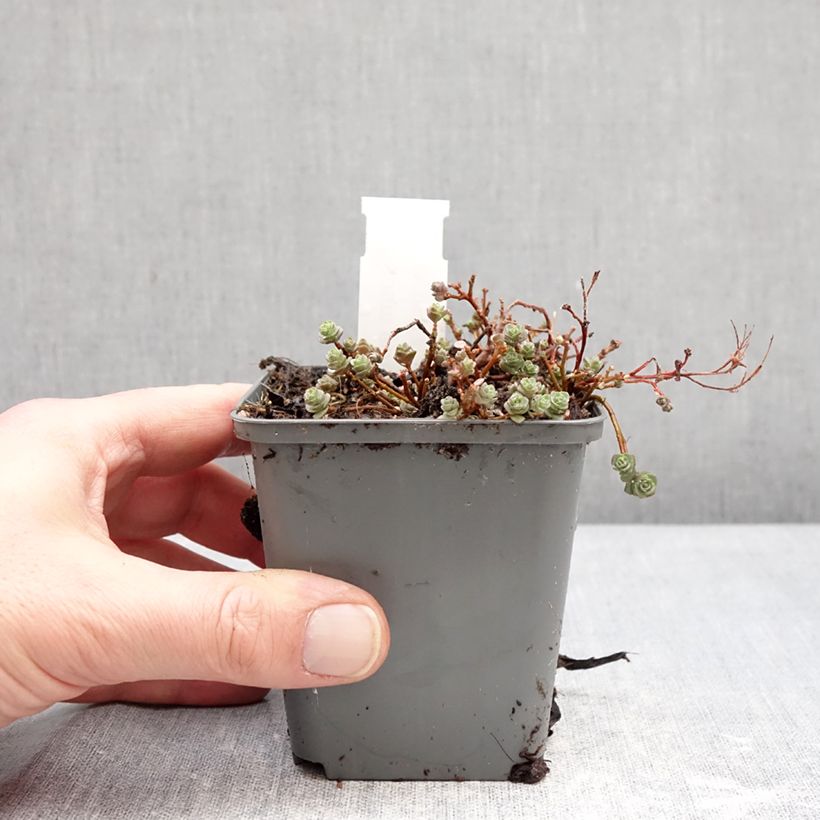 Sedum ewersii Rose Vasetto da 8/9 cm esemplare consegnato in inverno