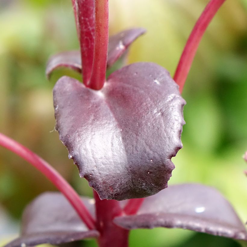 Sedum telephium Peach Pearls (Fogliame)
