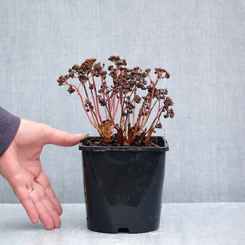 Esemplare di Sedum telephium Peach Pearls Vaso da 1,5L/2L come consegnato in autunno