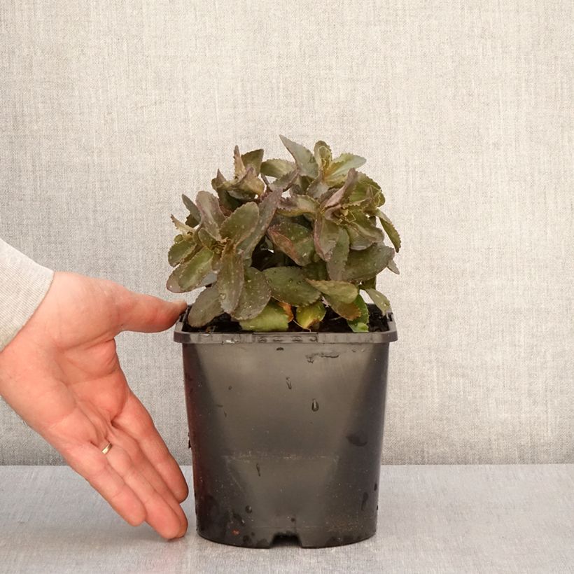 Sedum telephium Peach Pearls Vaso da 1,5L/2L esemplare consegnato in primavera