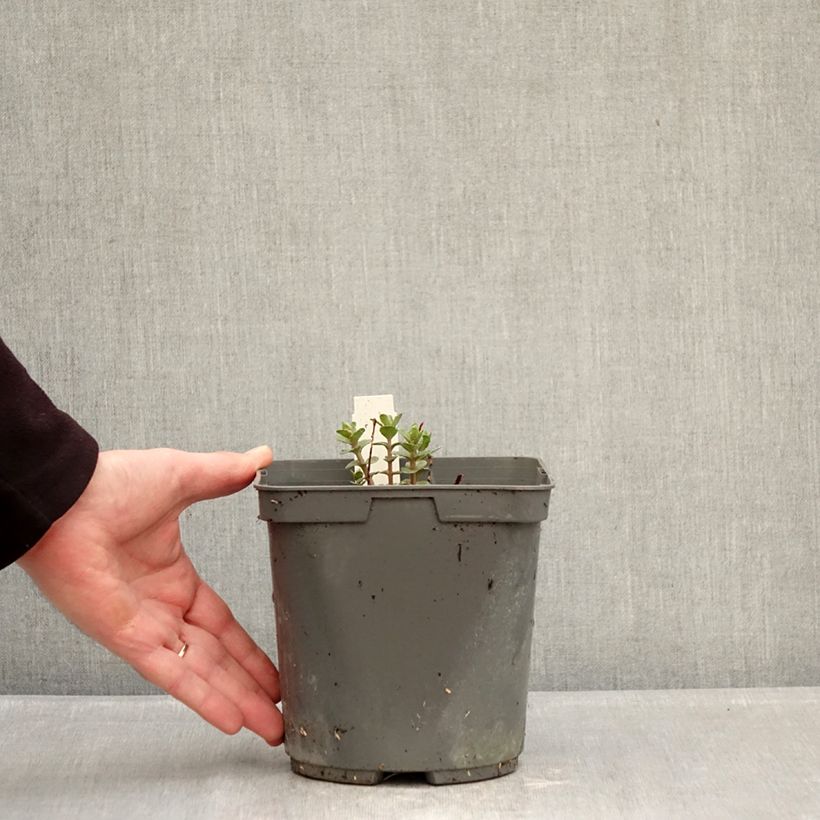Sedum Pinky Vaso da 2L/3L esemplare consegnato in inverno