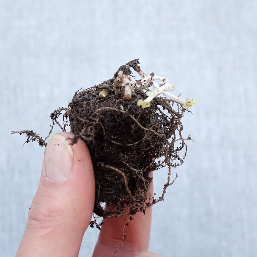 Sedum Pinky Piante piccole a radice nuda esemplare consegnato in inverno