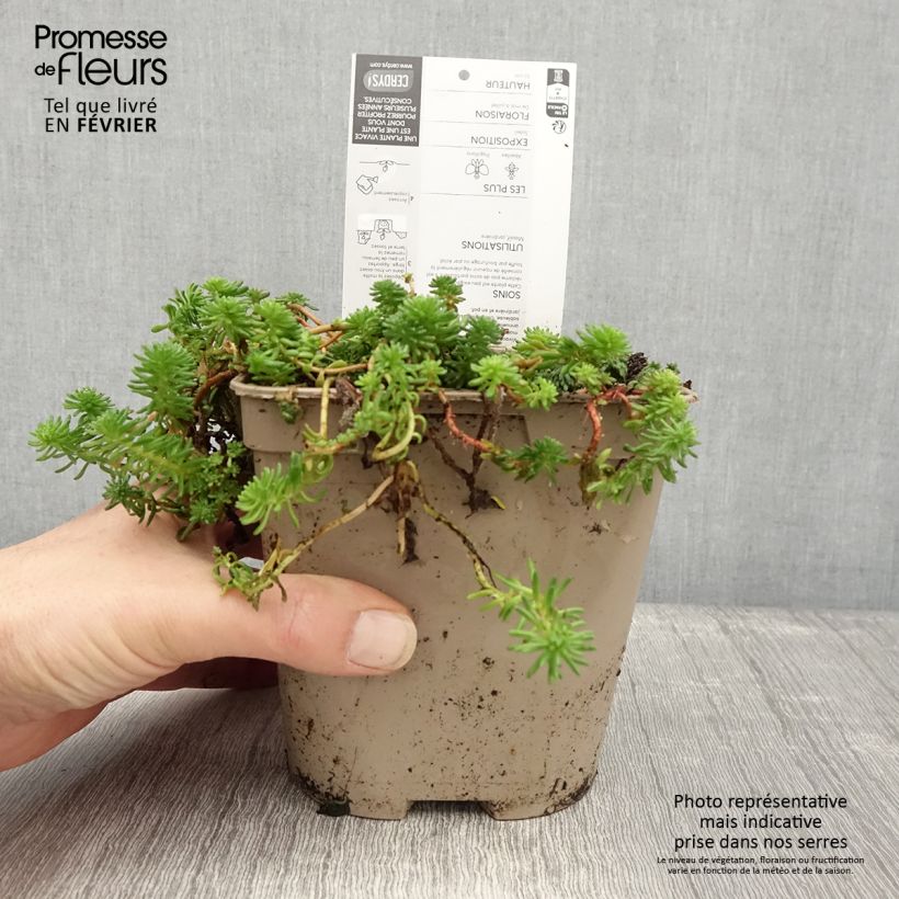 Sedum pulchellum Vaso da 2L/3L esemplare consegnato in inverno