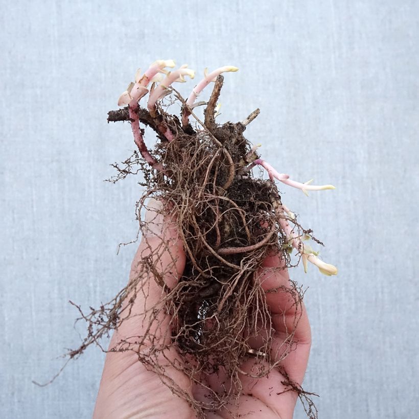 Sedum spectabile Purple Emperor - Borracina Piante piccole a radice nuda esemplare consegnato in inverno