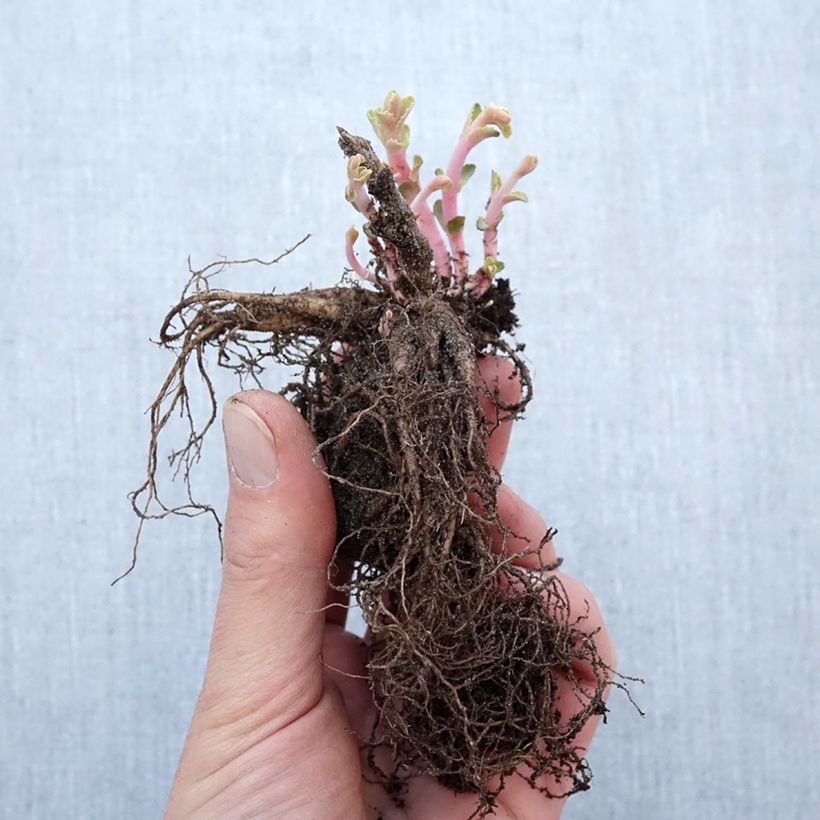 Sedum Red Cauli Piante piccole a radice nuda esemplare consegnato in inverno