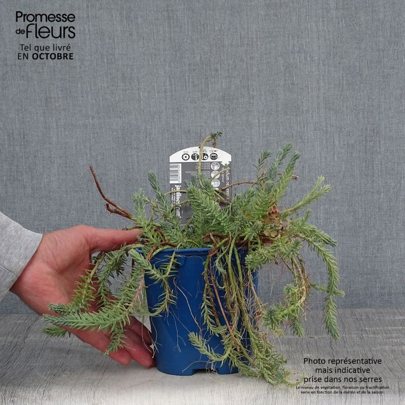 Esemplare di Sedum reflexum Blue Spruce - Borracina rupestre Vaso da 2L/3L come consegnato in autunno