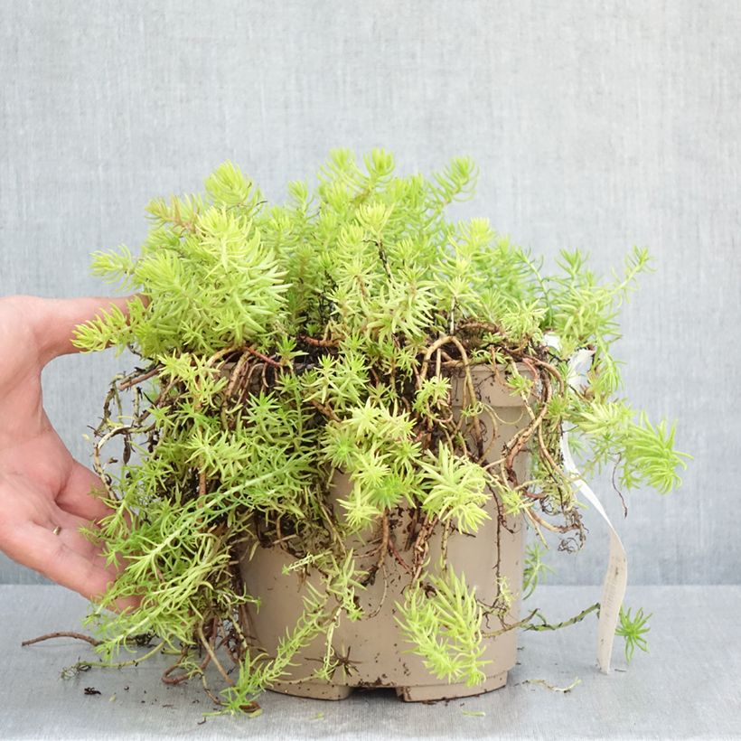 Sedum reflexum Yellow Cushion - Borracina rupestre Vaso da 3L/4L esemplare consegnato in primavera