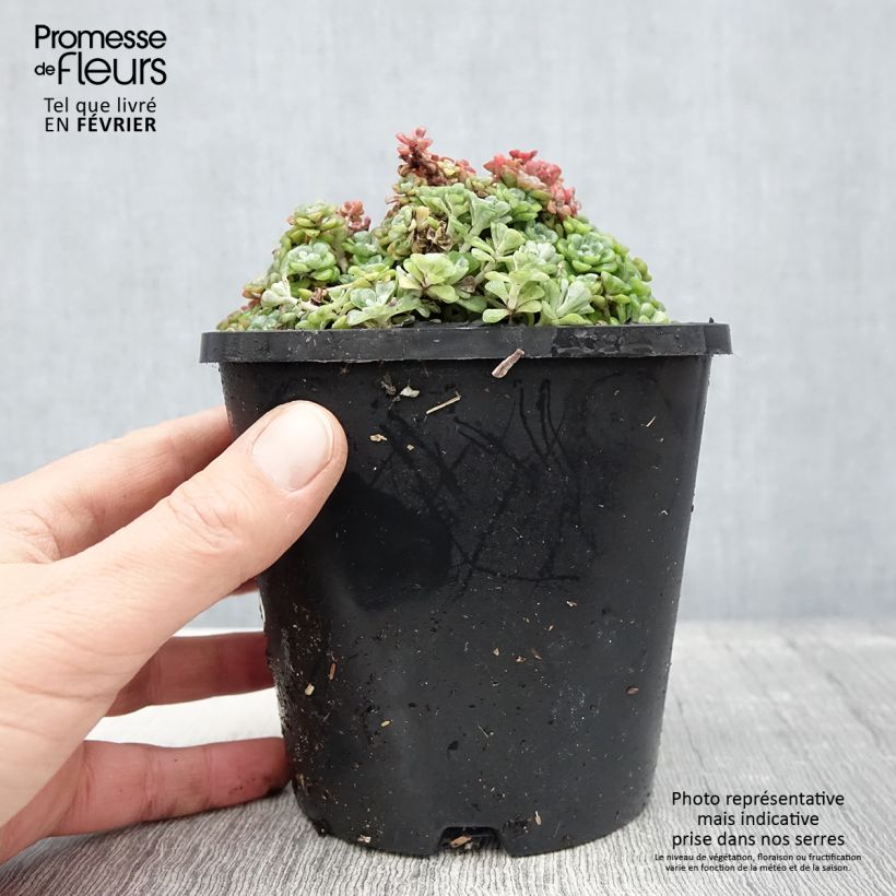 Sedum spathulifolium Cape Blanco - Orpin rampant Pot de 1,5L/2L esemplare consegnato in inverno