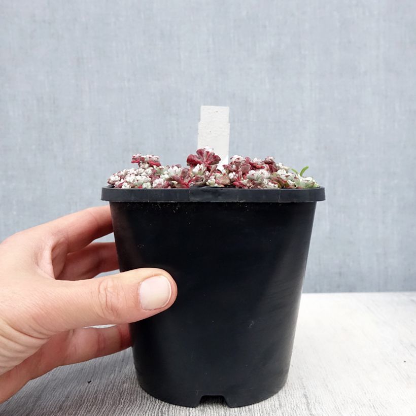 Sedum spathulifolium Cape Blanco Vaso da 1,5L/2L esemplare consegnato in primavera