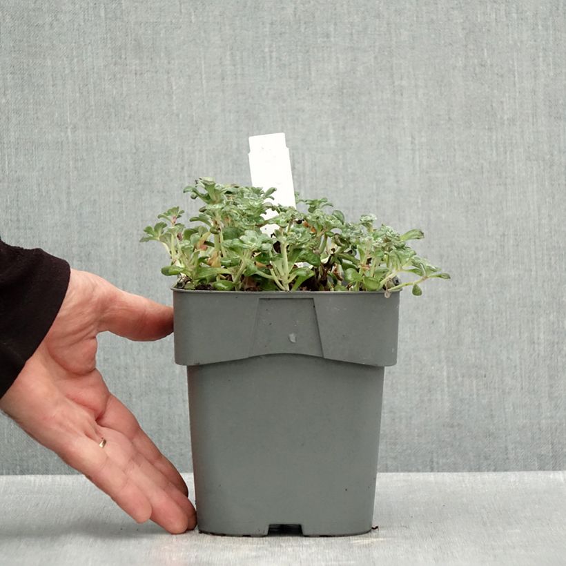 Esemplare di Sedum spathulifolium Purpureum Vaso da 2L/3L come consegnato in autunno